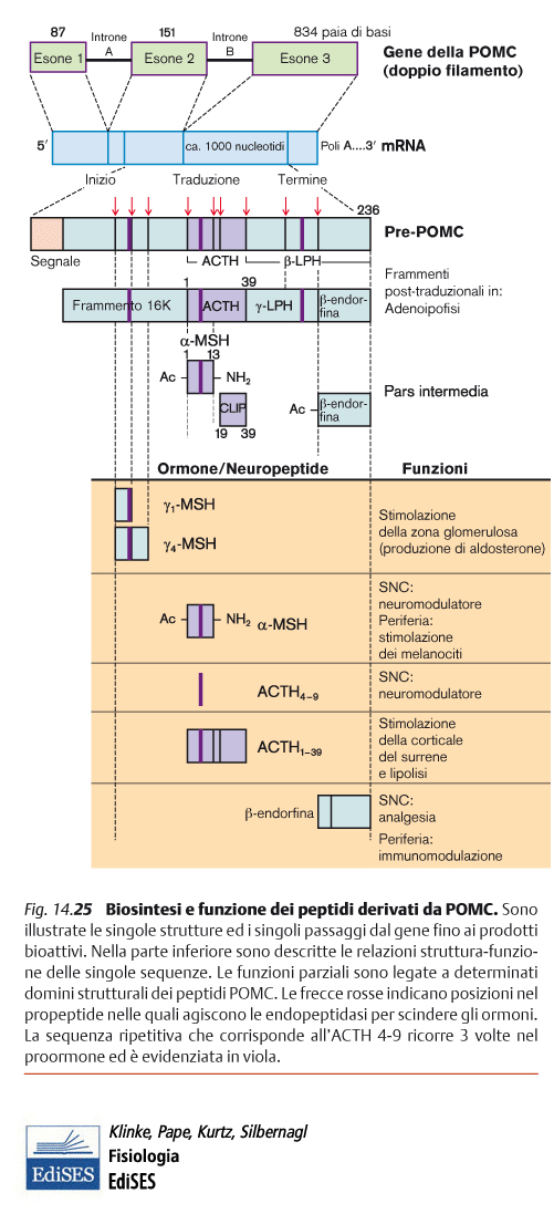 Sintesi di ACTH