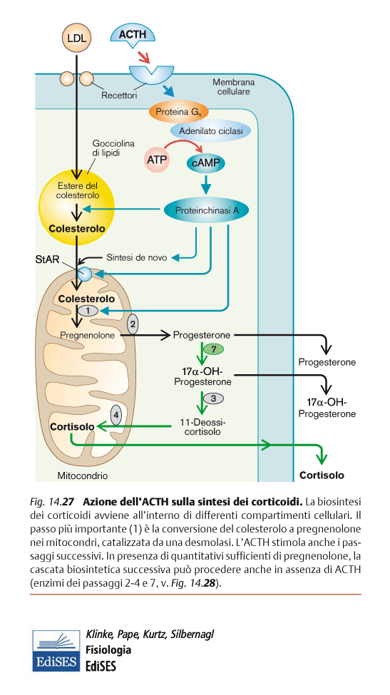 Modo di azione di ACTH