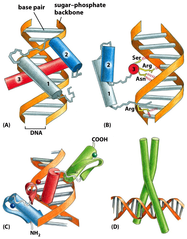 LA STRUTTURA PROTEICA TRIDIMENSIONALE DEI FATTORI! DI TRASCRIZIONE PERMETTE LʼASSOCIAZIONE STABILE AL DNA!