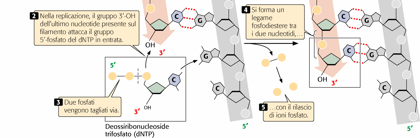 La biochimica della