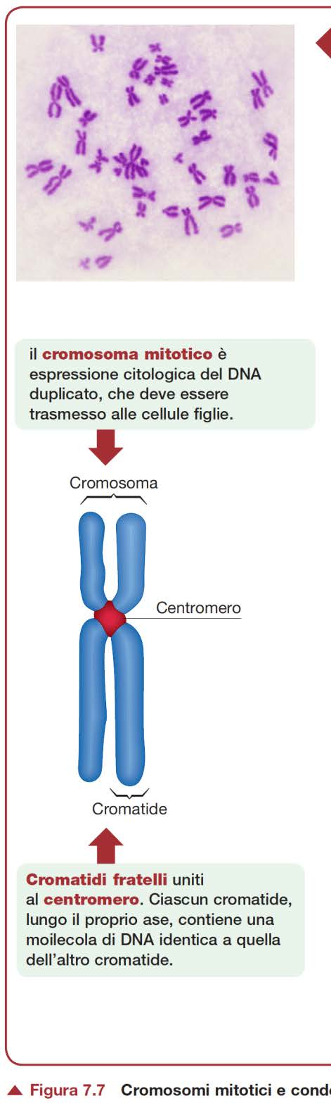Cromosomi mitotici Centromero Restringimento +/- centrale