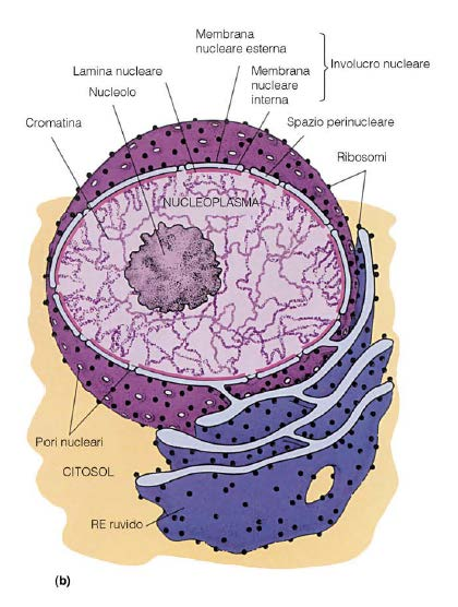 Cellula Interfasica Cromatina Nucleolo Involucro