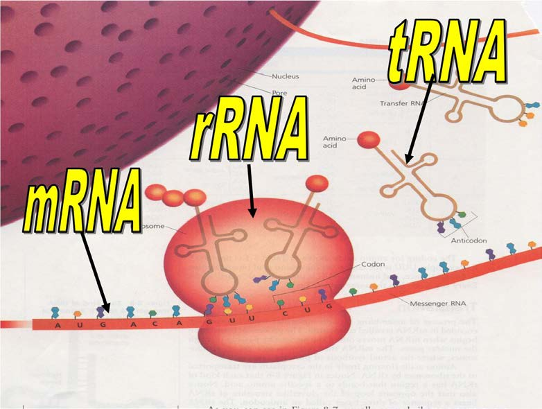 RNA Vi sono tre principali tipi di RNA: - RNA messaggero - RNA di