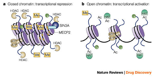 1) La cromatina deve essere decondensata per permette l accesso degli enzimi al DNA Regolata da