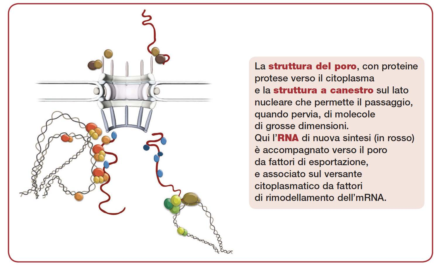 Movimento di RNA e proteine