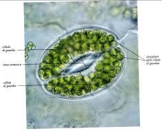 All interno dei vacuoli la concentrazione di soluti è sempre molto elevata, ciò li rende, insieme alla parete cellulare, i principali responsabili del TURGORE CELLULARE: l acqua esercita una