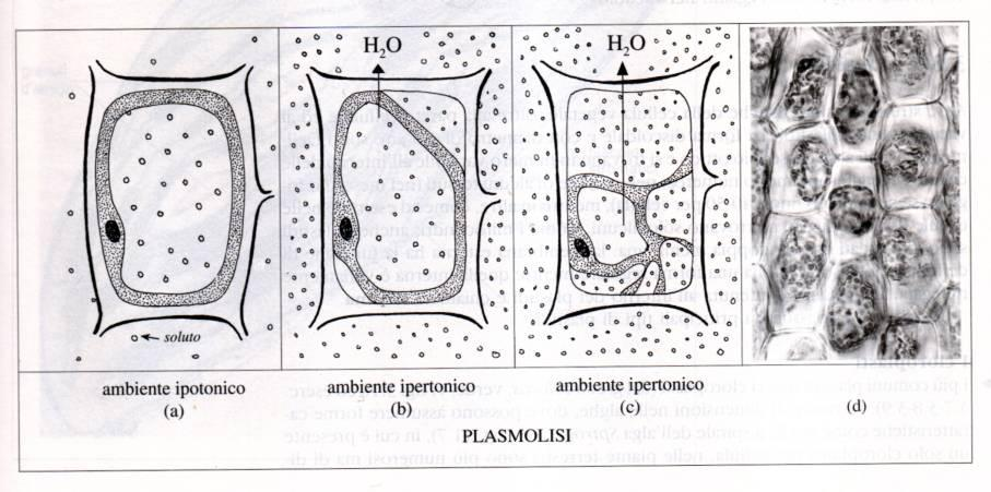 Le proteine del tonoplasto facilitano il trasporto dell acqua in dipendenza della pressione osmotica e assicurano un alta permeabilità del tonoplasto all acqua proteggendo la cellula dalla plasmolisi