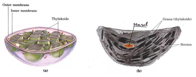 Struttura interna del cloroplasto e ultrastruttura L interno del cloroplasto è costituito da un complesso sistema di membrane lamellari (sistema tilacoidale) formato