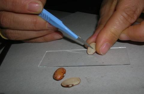 METODO Si preleva (raschiando con il bisturi) una piccola porzione di tessuto di riserva dalla polpa del tubero di patata o dalla parte interna (endosperma) del seme e si poggia sul vetrino