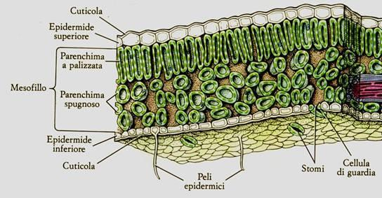 Stomi aeriferi Sacche polari - stomi reniformi Cellule di guardia Pareti con inspessimento secondario -stomi