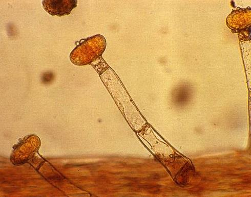 PELI GHIANDOLARI Nelle foglie di Salvia Secreto