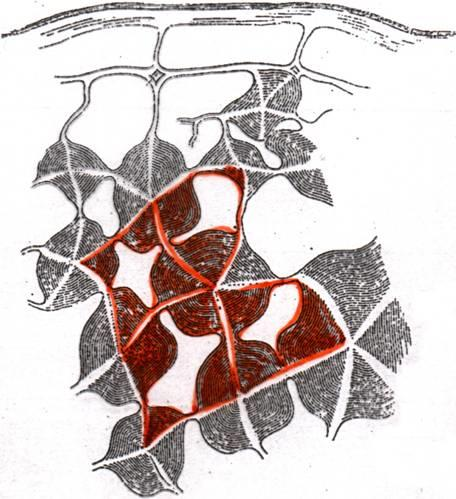 COLLENCHIMA Cellule vive con pareti celluloso-pectiche (mai lignificate),