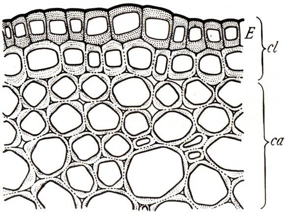 Ispessimenti di cellulosa che riempiono