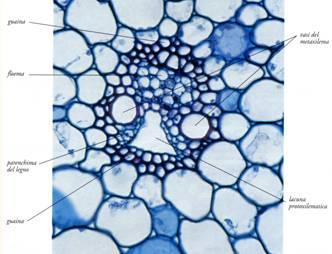 fusto di Monocotiledonae (Ruscus, Iris, Palmae) per l osservazione del cilindro