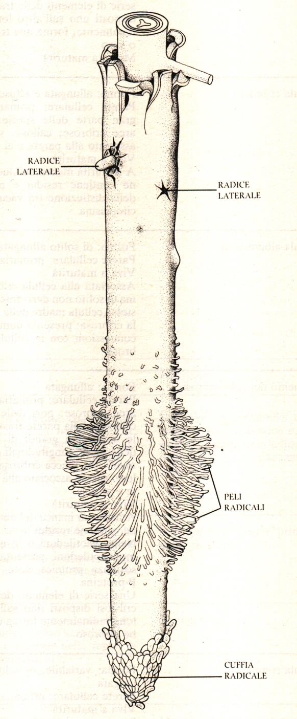 ZONE ESTERNE ZONA SUBEROSA (delle radici laterali) ZONA PILIFERA