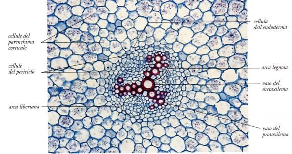 ACTINOSTELE (con fasci radiali) Struttura primaria