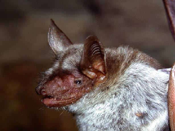 Vespertilionidae Myotis blythii