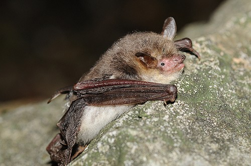 Vespertilionidae Myotis nattereri