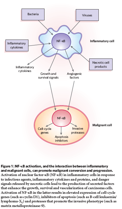NFKB funziona sia in cellule infiammatorie che in cellule tumorali