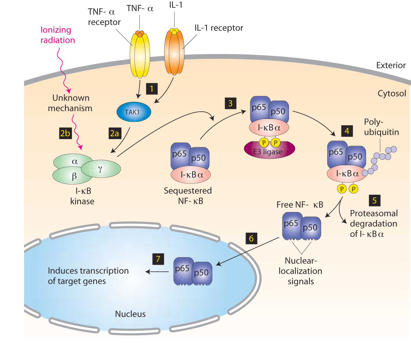 NF-kB pathway canonico NF-kB ha segnali di localizzazione nucleare NF-kB é mantenuto nel citoplasma da interazione con IkB!