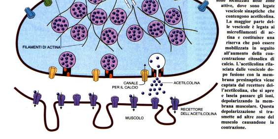 La giunzione neuromuscolare o placca motrice è stata la prima sinapsi dei vertebrati ad essere studiata in dettaglio.