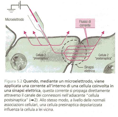 Le sinapsi elettriche - Membrana pre e post sinaptica