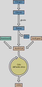 La glicolisi non è l unica via catabolica in grado di produrre energia. Se il suo prodotto viene ulteriormente ossidato si ottiene molta più energia.