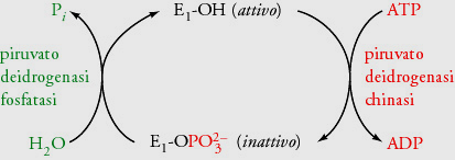 Regolazione del ciclo dell acido citrico 2.