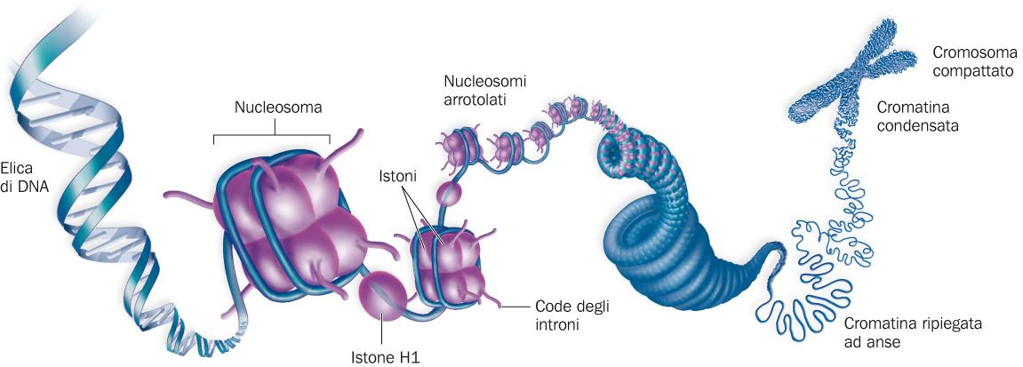 Negli eucarioti l espressione genica è controllata a vari livelli Negli eucarioti il DNA è sempre associato con abbondanti proteine.