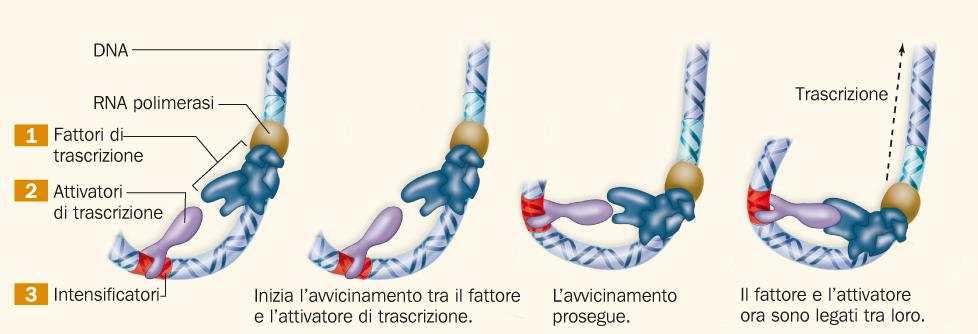 Negli eucarioti le proteine legate al DNA regolano la trascrizione I fattori di trascrizione sono proteine che regolano la trascrizione del DNA.