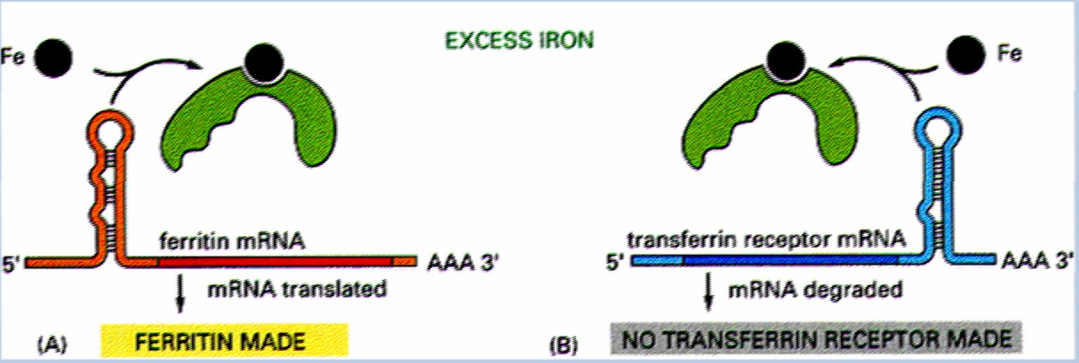 Effetto del sovraccarico di Fe Gene della ferritina (Ft) IRP stabilizza mrna di Ft Stimolazione della sintesi dift Diminuzione dell assorbimento