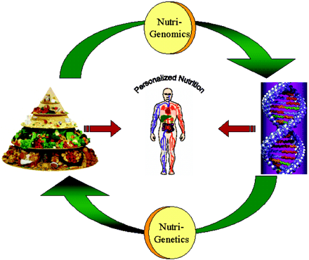La nutrigenomica o genomica nutrizionale studia le basi molecolari dell interazione tra componenti del cibo, genoma e metabolismo La