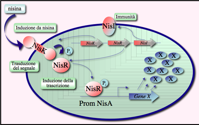 10 Sistema controllato da Nisina NICE (NIsin Controlled Expression) H K H K K NISINA Peptide di 34 aa con 5 ponti disolfuro e 5 aa carichi a ph fisiologico La nisina è una