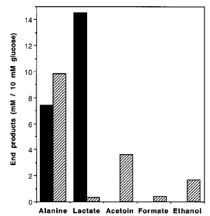 wt 26 wt Alla massima induzione di AlaDH, i prodotti finali del ceppo wild-type erano costituiti da: lattato per il 65% e alanina per il 35%.