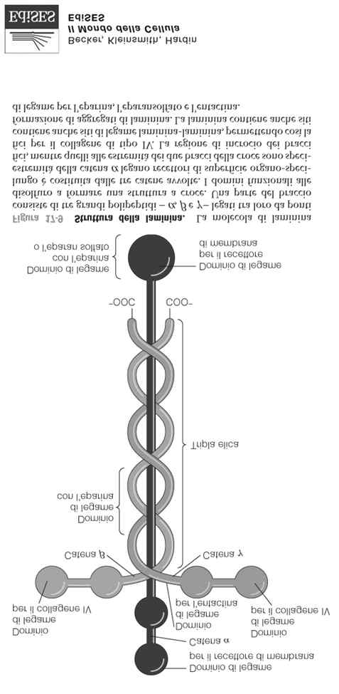 laminine Funzione da ponte tra cellule e lamina basale Le laminine sono glicoproteine formate da tre catene polipeptidiche