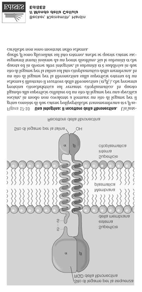 Le integrine: glicoproteine transmembrana che integrano MEC con citoplasma 2 catene transmembrana (α β) Dominio extracell.