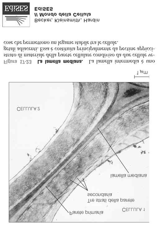 La parete cellulare è formata da strati con