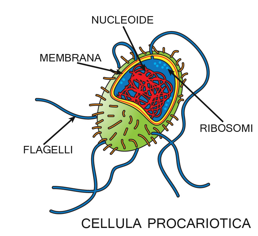 LE CELLULE La cellula è il più piccolo elemento al mondo classificabile come essere vivente.
