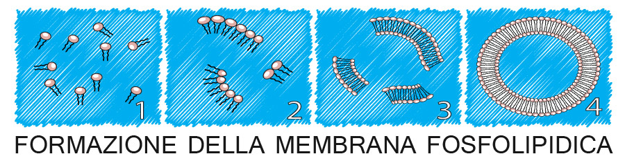Alcuni procarioti sono dotati di flagelli, appendici che ne favoriscono il movimento nei liquidi. LA MEMBRANA PLASMATICA Essa è comune sia alle cellule procariotiche che alle eucariotiche.