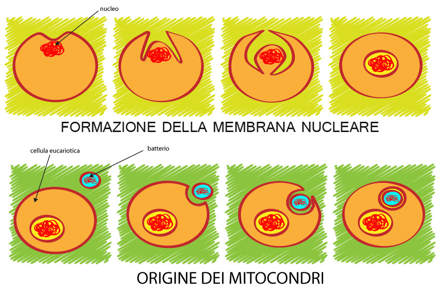 CELLULA EUCARIOTICA La cellula eucariotica è sostanzialmente un'evoluzione della procariotica. Essa infatti ha il nucleo delimitato dalla membrana e diversi organuli interni.