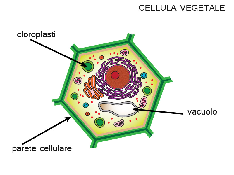 LA CELLULA EUCARIOTICA VEGETALE Le cellule eucariotiche vegetali presentano alcune differenze rispetto a quelle animali: La cellula vegetale è delimitata da un parete cellulare piuttosto rigida che