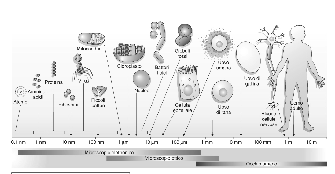La cellula Cellula Teoria cellulare Teoria cellulare Organizzazione e dimensioni della cellula Metodi di studio della cellula Cellule procariote ed eucariote Nucleo cellulare Organuli citoplasmatici