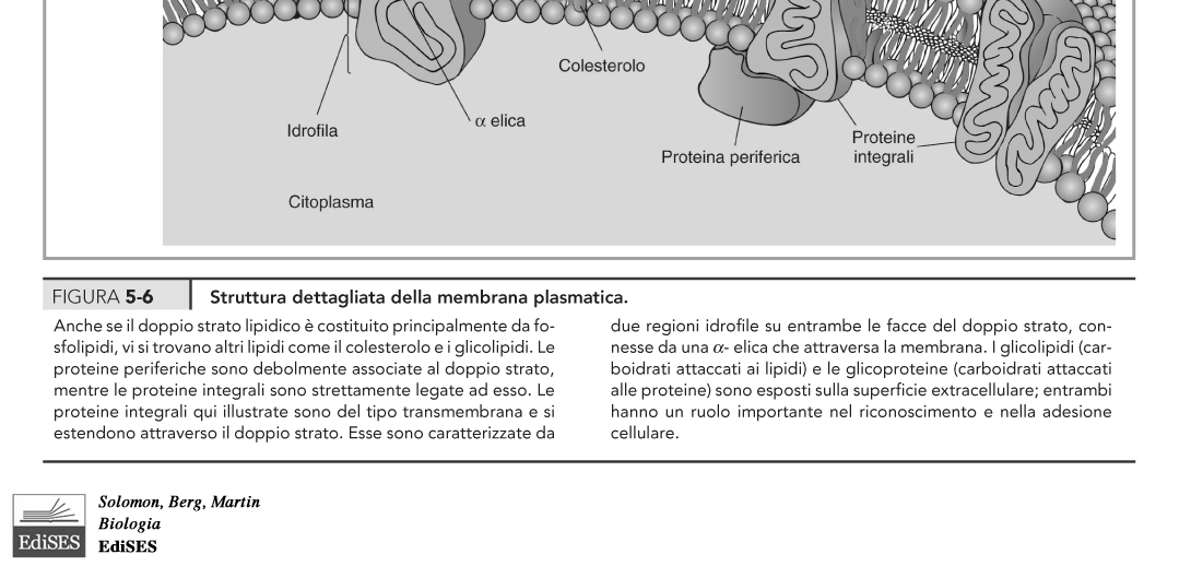 Citoscheletro E una struttura dinamica, costituita da tre tipi di filamenti: microtubuli, microfilamenti e filamenti intermedi Figura 4-20 Solomon, Berg, Martin Da Figura 7-20 Campbell & Reece