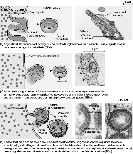 Esocitosi Endocitosi Particelle di grandi dimensioni vengono espulse dalla cellula per mezzo di vescicole Particelle di grandi
