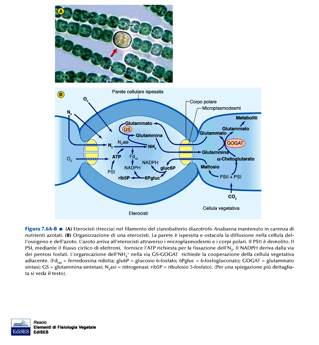 FISSAZIONE BIOLOGICA DELL AZOTO NEI CIANOBATTERI Cianobatteri con eterocisti: Le eterocisti hanno parete ispessita.