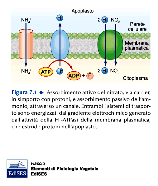 ASSIMILAZIONE DEI