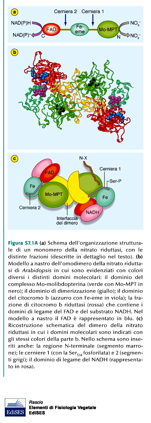 Omodimero di circa 100 KDa NITRATO RIDUTTASI METABOLISMO DELL AZOTO La NR è una