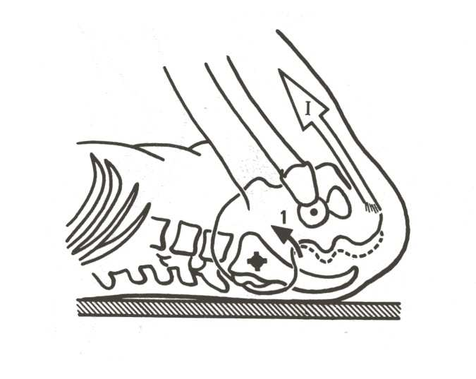 Posizione distesa con le anche in estensione Trazione sui muscoli flessori Bacino in antiversione e punta del sacro in avanti Rotazione della sacro-iliaca in contronutazione