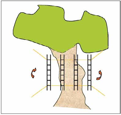9.2. Metodo Il metodo adottato, seguendo i protocolli ANPA, prevede la misura della biodiversità lichenica su tronchi d albero, definita come la somma delle frequenze delle specie presenti entro un