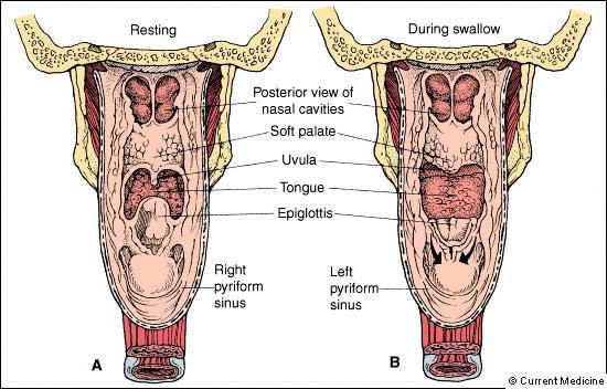 Pharynx showing oropharyngeal